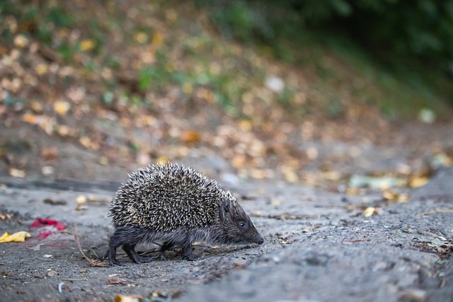 度默契的团 度默契的团